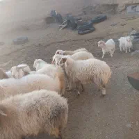 گوسفند فروشی|حیوانات مزرعه|فردوس (خراسان), |دیوار