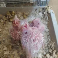 سه عدد جوجه عروس هلندی آلبینو