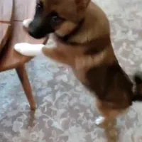 سگ پامر اشپیتز