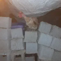 مرغتخمگذارواوردک