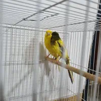 یک جفت قناری سوپر|پرنده|شاندیز, |دیوار