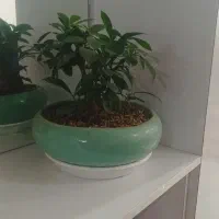 گیاه بنسای|گل و گیاه طبیعی|مشهد, شهرک امام هادی (شهرک غرب)|دیوار