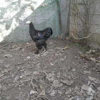 نیمچه خروس برهما|حیوانات مزرعه|طاهرگوراب, |دیوار