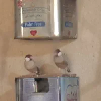 نرگسی شکلاتی مولد ۲۰ جفت