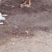 خروس گردن لخت|حیوانات مزرعه|گمیشان, |دیوار