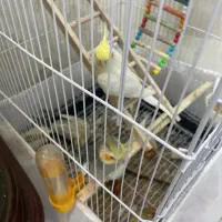یه جفت عروس هلندی به همراه دو تا عروس دونخور