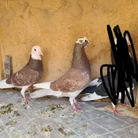 ۲تاکبوتر شازده غریبگیری