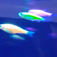 بار جدیدماهی زبرا با قیمت بسیار پایین از پرورشگاه