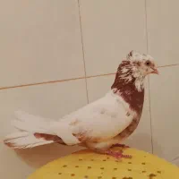 کبوترکفتر پرشی