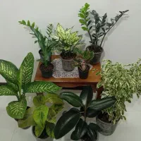 گل متنوع(بنجامین ابلق،دیفن،پرنده بهشتی)