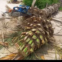 قطع و برش رایگان نخل|خدمات باغبانی و درختکاری|کازرون, |دیوار