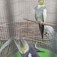 یک جفت عروس هلندی|پرنده|رشت, گلسار|دیوار