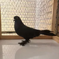 کبوتر ماده ترکیه‌ای دولا پر