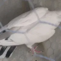 ماده پرشی ساعتی|پرنده|مهریز, |دیوار