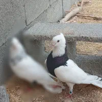 کبوتر طوقی نر
