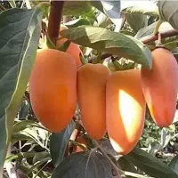خرمالو  انبه ای