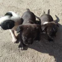 توله جهت واگذاری