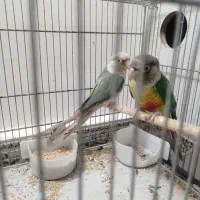 جفت گرینچیک رنگ خاص|پرنده|بناب, |دیوار