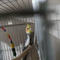 ی عددعروس هلندی به فروش میرسد