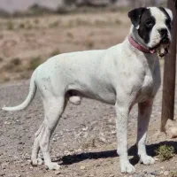 واگذاری سگ امریکن بولداگ اصیل نگهبان|سگ|کرمان, |دیوار