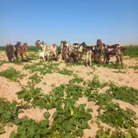 بزوبیگ|حیوانات مزرعه|دزفول, |دیوار