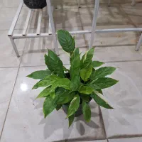 به قیمت فاکتور