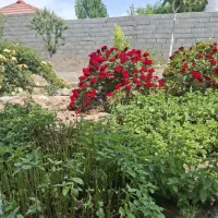 زمین-باغ-500-متری-شاهنامه-80