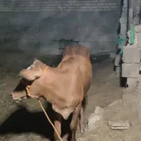 گوساله|حیوانات مزرعه|شوشتر, |دیوار