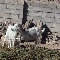 یک عدد بز سانن|حیوانات مزرعه|مود, |دیوار