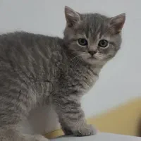 گربه اسکاتیش|گربه|شیراز, زرهی|دیوار