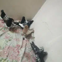 کفتر رنگی نقش آسمانی بالاگیر