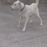 واگذاری سگ گله و نگهبان|سگ|مشهد, میان ولایت|دیوار