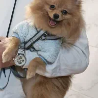 سگ پامرانین|سگ|فردیس, فردیس|دیوار