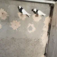 کبوتر طوقی و تهرانی