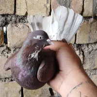 کفتر .کبوتر