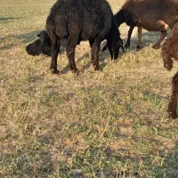 قوچ قزل هترو|حیوانات مزرعه|باغ حلی, |دیوار