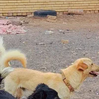 سگ پاکوتا|سگ|رفسنجان, |دیوار