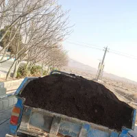 پخش کود حیوانی گاوی و گوسفندی و خاک باغچه