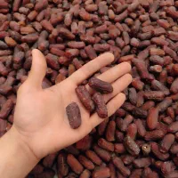 خرما پیارم|خوردنی و آشامیدنی|تهران, شهرک شریفی|دیوار