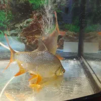 بارب باله قرمز