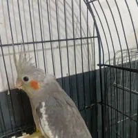 جوجه عروس هلندی دو ماهه دون خور