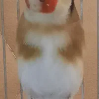 سهره چونه سفید