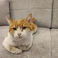 گربه|گربه|یزد, |دیوار