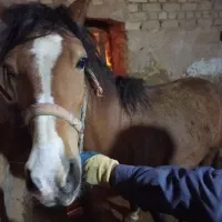 اسب|حیوانات مزرعه|سربند, |دیوار