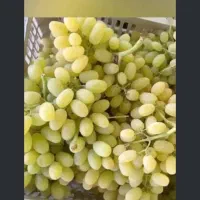 انگور کشمشی بی دانه ۷۵