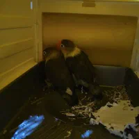 طوطی برزیلی رنگ خاص