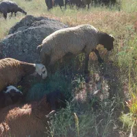 ۴ عدعد بره