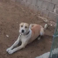 واگذاری سگ سرابی نگهبان