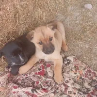 پاکوتا اصیل|سگ|هشترود, |دیوار