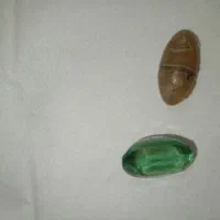 دوعددسنگ انگشتر